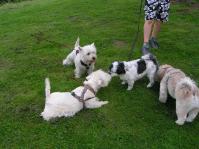 Klik op de foto voor groter formaat